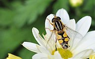 Sun hoverfly (Female, Helophilus trivittatus)